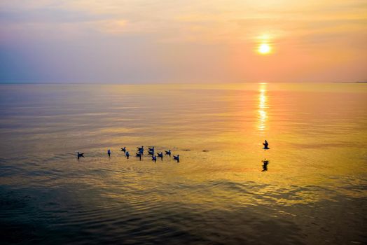 Flock of seagulls birds floating in the sea, the bright sun on the orange, yellow colorful sky sunlight reflect the water, Animal in beautiful nature landscape at sunrise, sunset background, Thailand