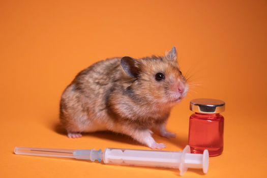 brown hamster - mouse near medical syringe with a needle and bottle-phial isolated on orange background. medical experiments, tests on mice. veterinary. vaccine development. copy space