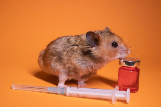 brown hamster - mouse near medical syringe with a needle and bottle-phial isolated on orange background. medical experiments, tests on mice. veterinary. vaccine development. copy space