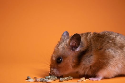 brown hamster mouse eating food for rodents isolated on orange background. pest, pet