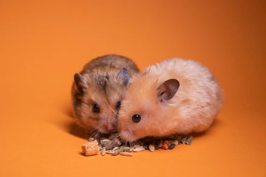 two, brown and beige, hamsters mouses eating food for rodents isolated on orange background. pest, pets