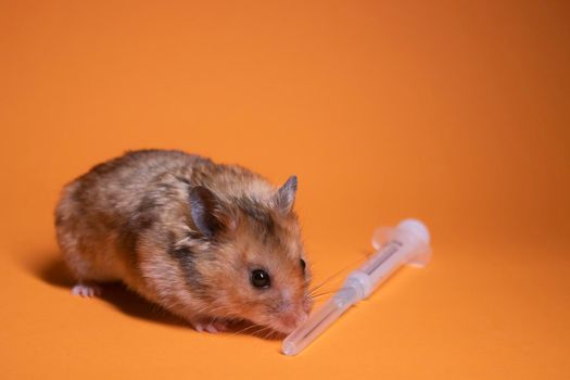 brown hamster - mouse near medical syringe with a needle isolated on orange background. medical experiments, tests on mice. copy space. veterinary