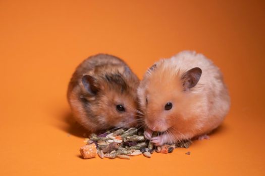 two, brown and beige, hamsters mouses eating food for rodents isolated on orange background. pest, pets