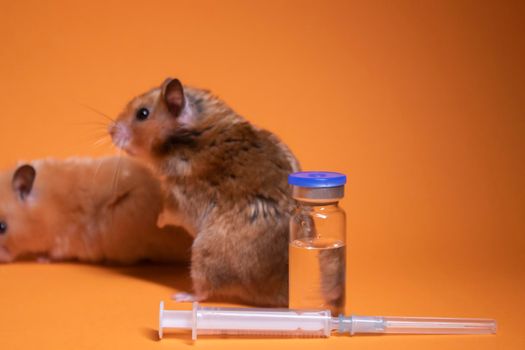 two hamsters-mouse, brown and beige, near medical syringe with a needle and bottle-phial isolated on orange background. medical experiments, tests on mice. veterinary. vaccine development. copy space