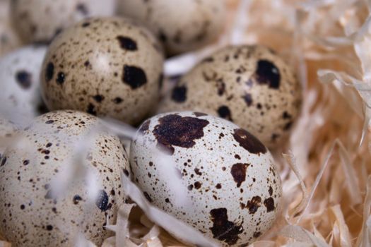close up of quail eggs in a nest of dry grass. easter eggs. copy space for advertising of food or restaurant menu design.