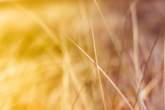 Sunshine over the summer field - beauty in nature, balanced lifestyle, environmental concept. Enjoying the sense of freedom