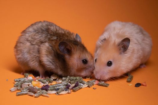 two, brown and beige, hamsters mouses eating food for rodents isolated on orange background. pest, pets