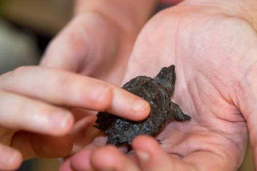 Kids holding a Baby snapping turtle close up . High quality photo