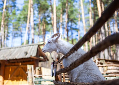 A horned goat looks out through a wooden fence. The animal begs for food from visitors. Rural corner.