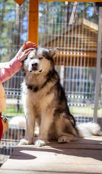 A beautiful and kind Alaskan Malamute shepherd sits in an enclosure behind bars and looks with intelligent eyes. Indoor aviary. The dog is stroked by hand