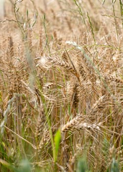 golden wheat field in a summer day