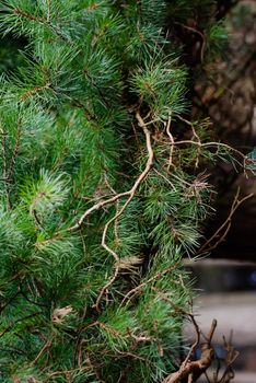 trees in the pine forest near the lake