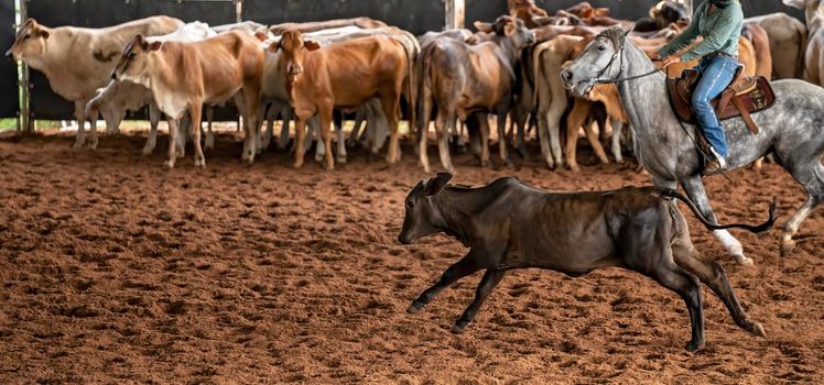 A horse and rider herding calves in a western style equestrian cutting competition