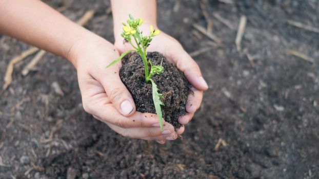 Woman hand hold planting growing a tree in soil on the garden. Female plant small young tree by hand in the morning. Forestry environments ecology, Earth Day and New Life concept. slow motion