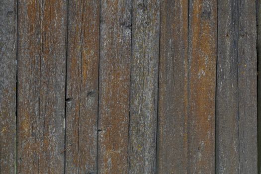 gray dry wooden planks wall surface with orange lichen texture and background.