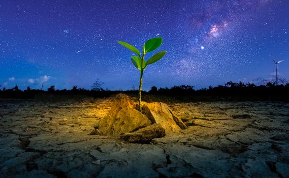 Brown drought dry land soil or cracked ground texture and green tree with from agriculture barren on star and blue sunset sky background, Global warming.