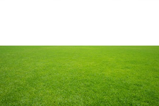 Green grass field isolated on white background.