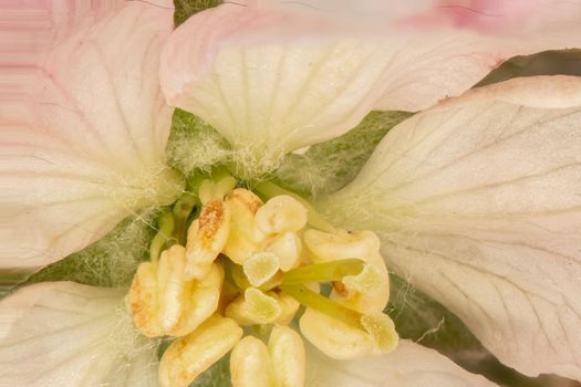 Apple blossom with pistil and stamens under a magnifying glass