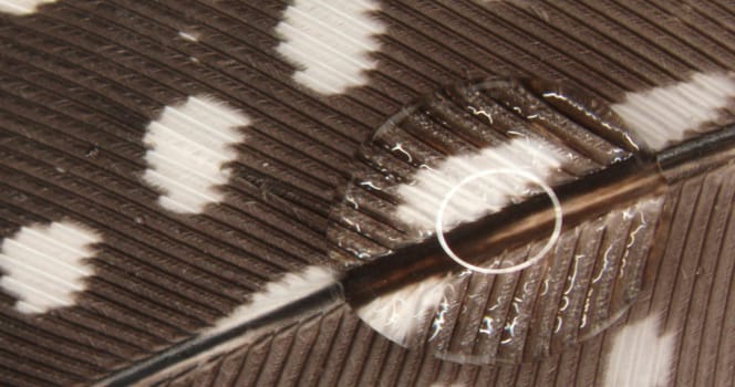 greatly enlarged bird's feather with water droplets