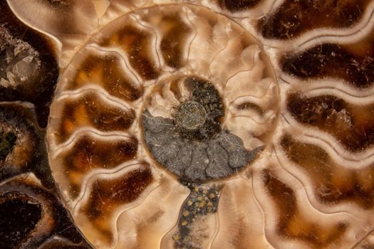 Ammonite fossilization pyritized, 150 million years old, Bavaria