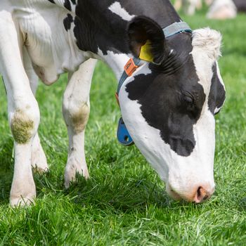 head of black and white spotted cow closeup in dutch meadow in holland