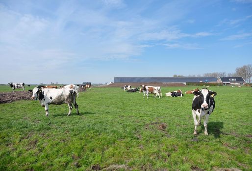 spotted cows and farm in meadow between utrecht and gouda in the netherlands on sunny spring day