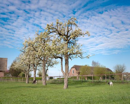 goats near blossoming spring orchard near oudewater in holland on sunny spring day
