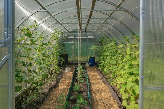 Greenhouse for growing seedlings in the ground. Stock photo.