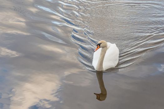 white swan swims through the water leaving a trail on the water. Stock Photo