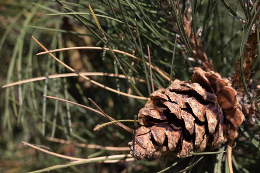 Side Angle view of pine cone on tree branch . High quality photo