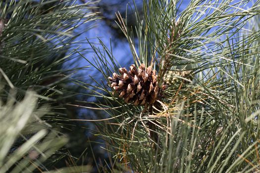 Side Angle view of pine cone on tree branch . High quality photo