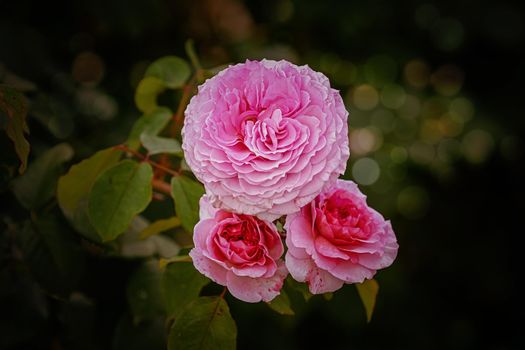 Rose flower against the green background