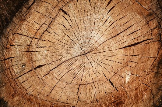 Cross Section of the Tree. Abstract Wooden Background