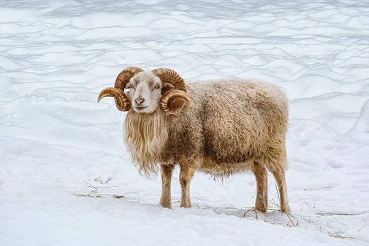 Ram on the white snow