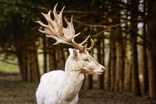 Portrait of white fallow deer (Dama Dama)