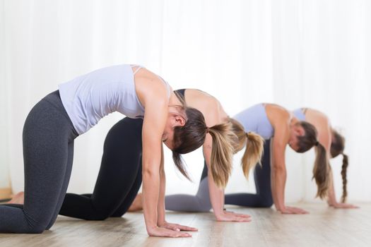 Group of young sporty women in yoga studio, practicing yoga. Healthy active lifestyle, working out indoors in gym.