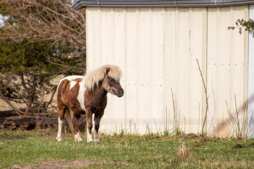 A white and brown donkey standing next to a barn . High quality photo