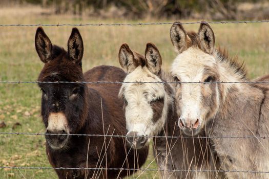 A group of miniature donkeys standing next to a wire fence. High quality photo