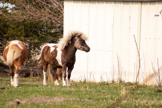 A white and brown donkeys standing next to a barn . High quality photo