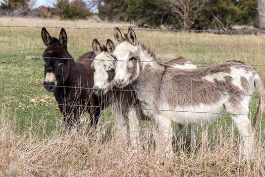 A group of brown and white donkeys standing next to a wire fence. High quality photo