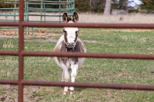 A group of brown and white donkeys standing next to a wire fence. High quality photo