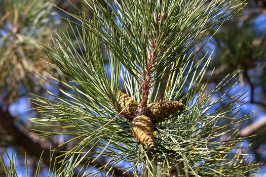 Side Angle view of pine cone on tree branch . High quality photo