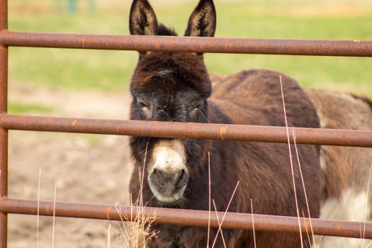 A group of brown donkey standing next to a wire fence. High quality photo