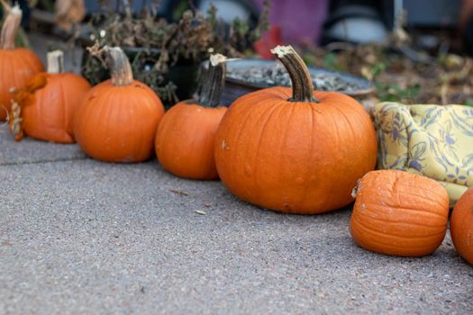 Line of different shape and sized pumpkins . High quality photo