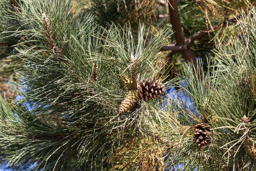 Side Angle view of pine cone on tree branch . High quality photo