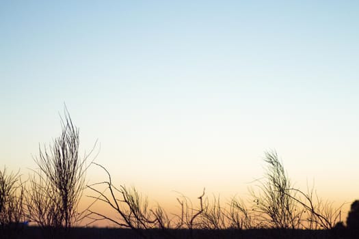 Sunset landscape with tree branches in silhouettes. Feeling of peace and tranquility