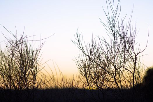 Sunset landscape with tree branches in silhouettes. Feeling of peace and tranquility