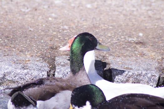 Duck living in an artificial city pond. No people