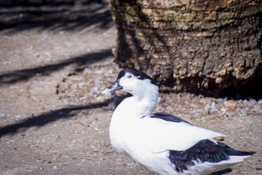 Duck living in an artificial city pond. No people