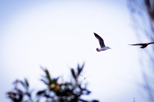 Seagull silhouette flying over blue sky. No people